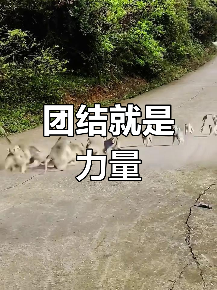 博彩网论坛-团结一心,我们就能战胜对手格言怎么说